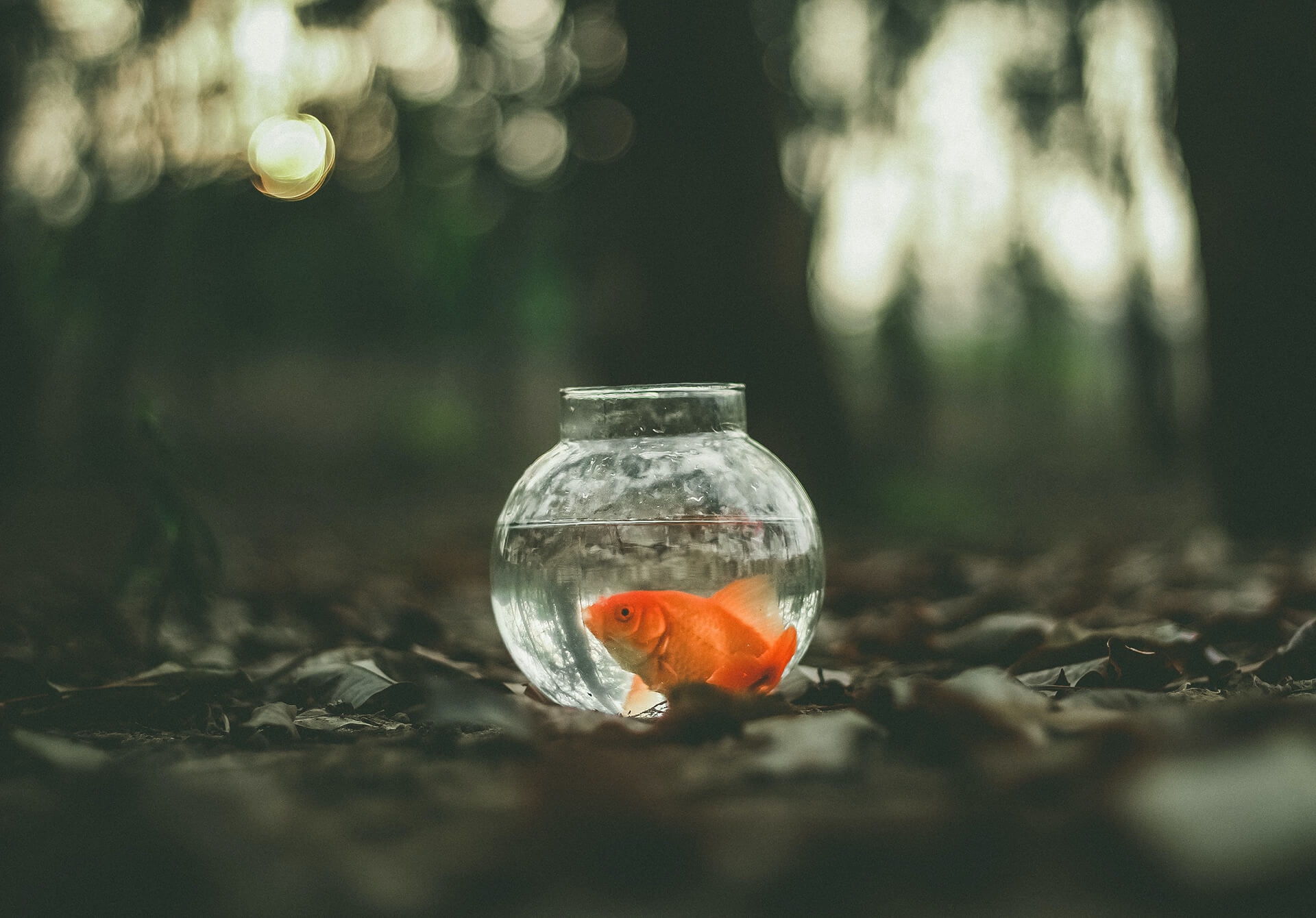 La procedura di espropriazione forzata - il pignoramento  